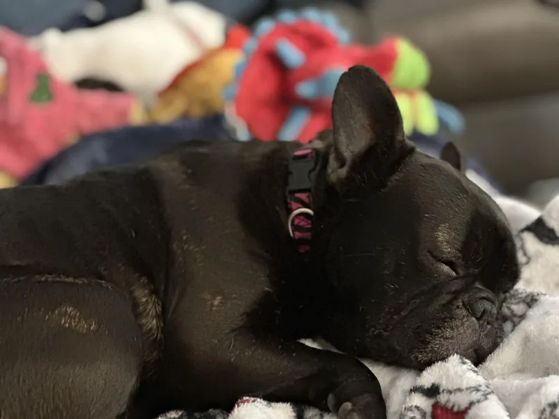 Delilah Aka "cocoa Beanie" thumbnail 5