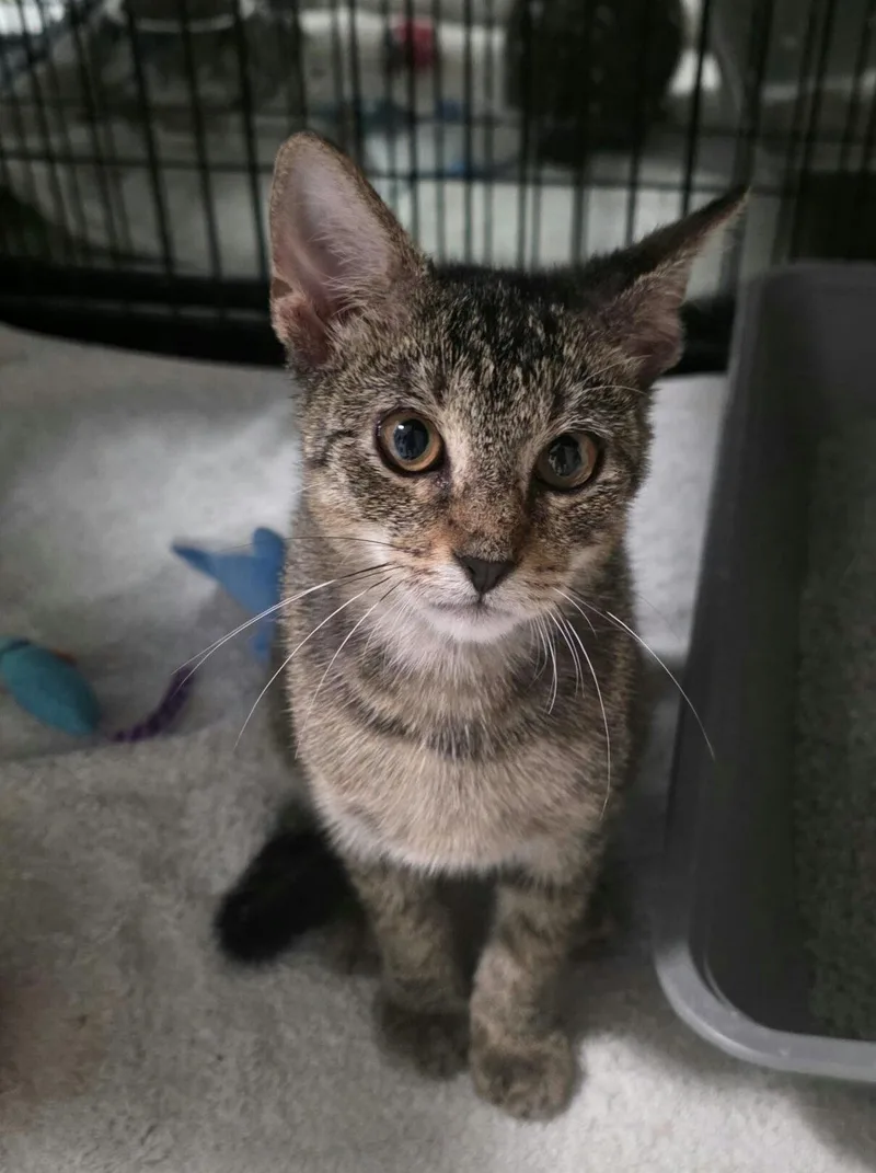 A young medium-sized male Tabby cat named Purrcy for adoption in Royal Palm Beach, FL