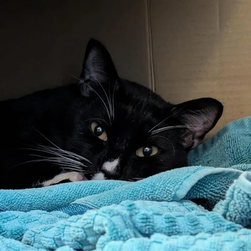 Sailor Cat Odyssey