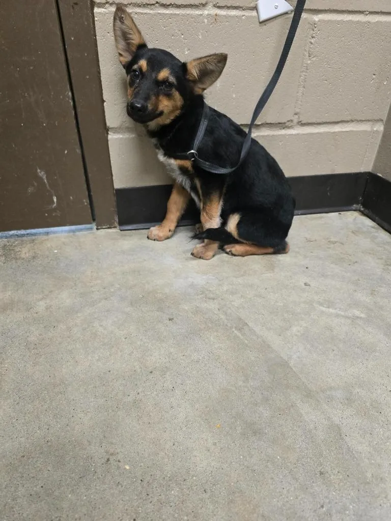 A baby medium-sized female German Shepherd Dog dog named Becca for adoption in Huntsville, TX