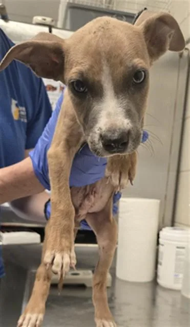 A baby small-sized male Pit Bull Terrier dog named Aslan for adoption in Fayetteville, NC