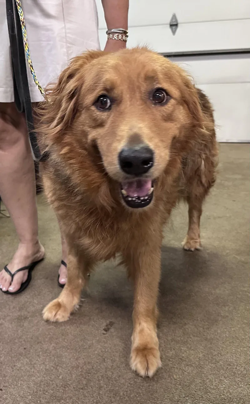 An adult medium-sized male Retriever dog named Chewie CA for adoption in Hillside, IL