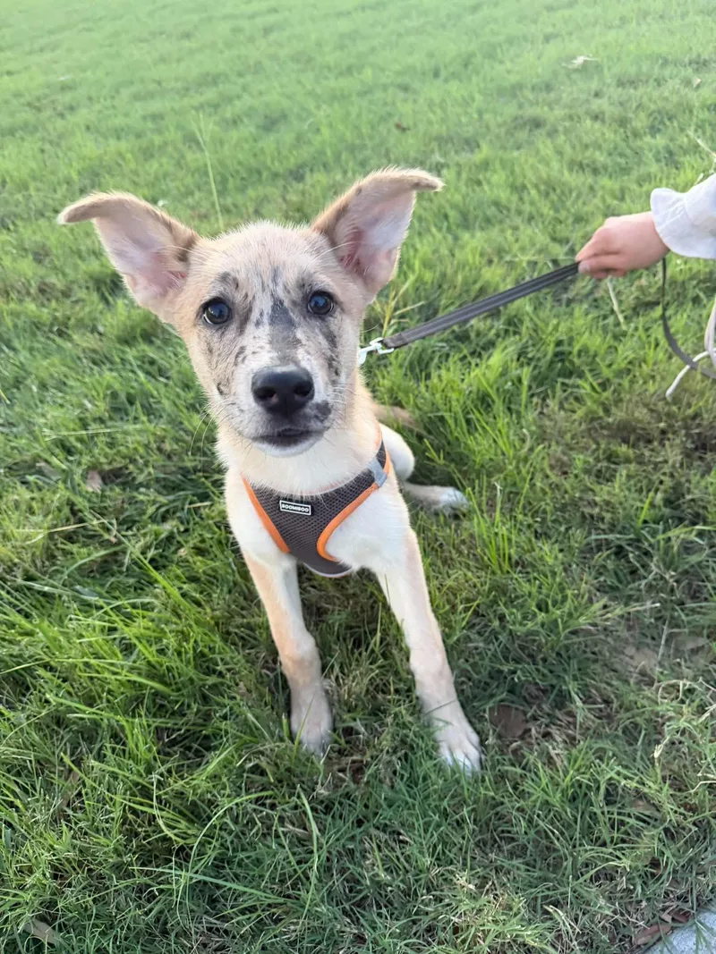 A baby medium-sized female German Shepherd Dog dog named Little Girl for adoption in Houston, TX