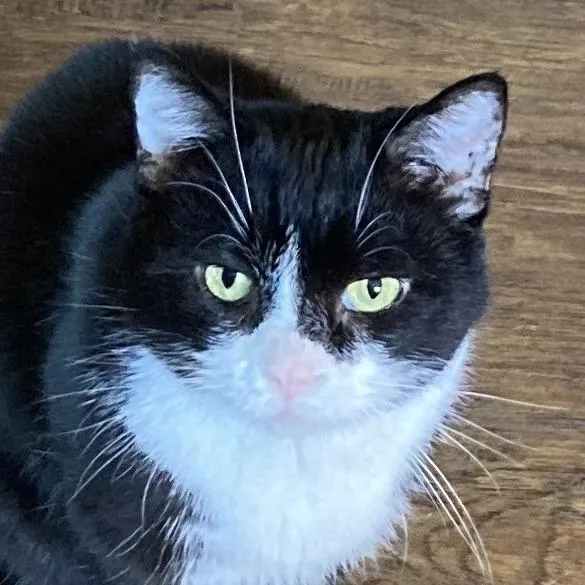 A senior medium-sized male Black Domestic Short Hair cat named Matty for adoption in Grand Rapids, MN