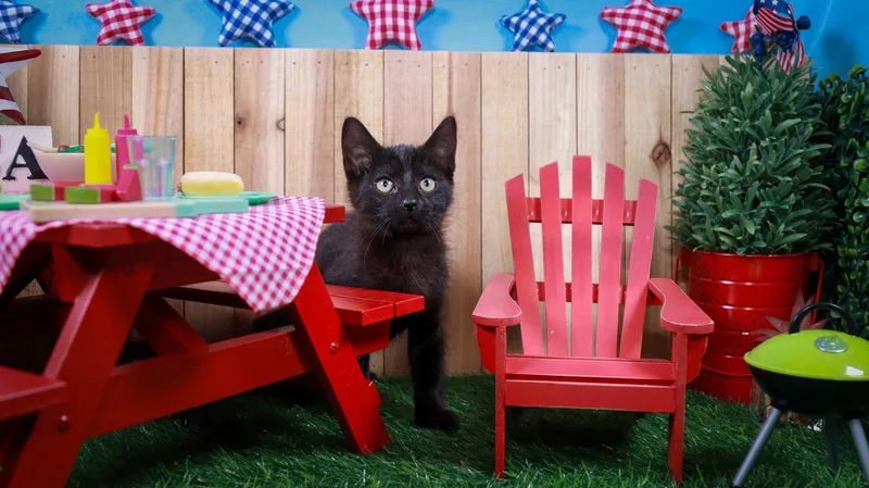 A baby medium-sized female Black Domestic Short Hair cat named Penelope for adoption in Parker, TX