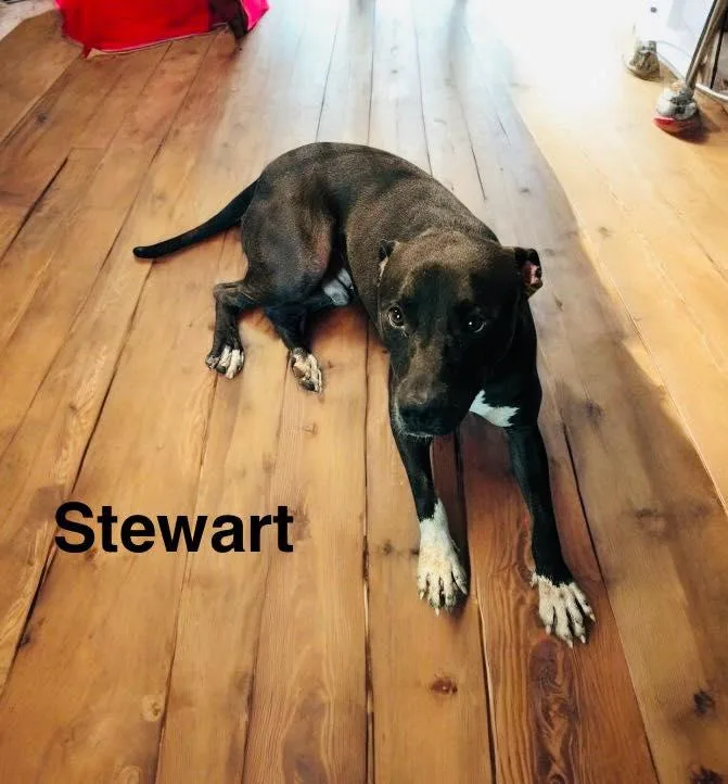 Stewart