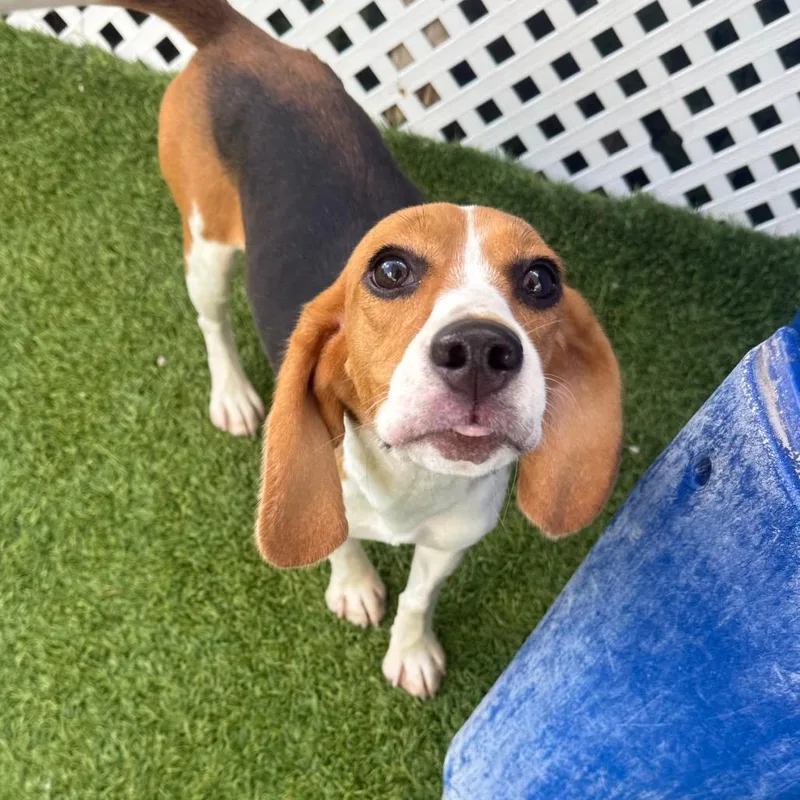 A young small-sized female Brown / Chocolate Beagle dog named Jada for adoption in LOXAHATCHEE, FL