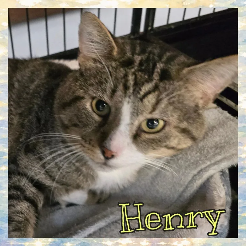 An adult medium-sized male Brown / Chocolate Domestic Short Hair cat named Henry for adoption in Southbury, CT