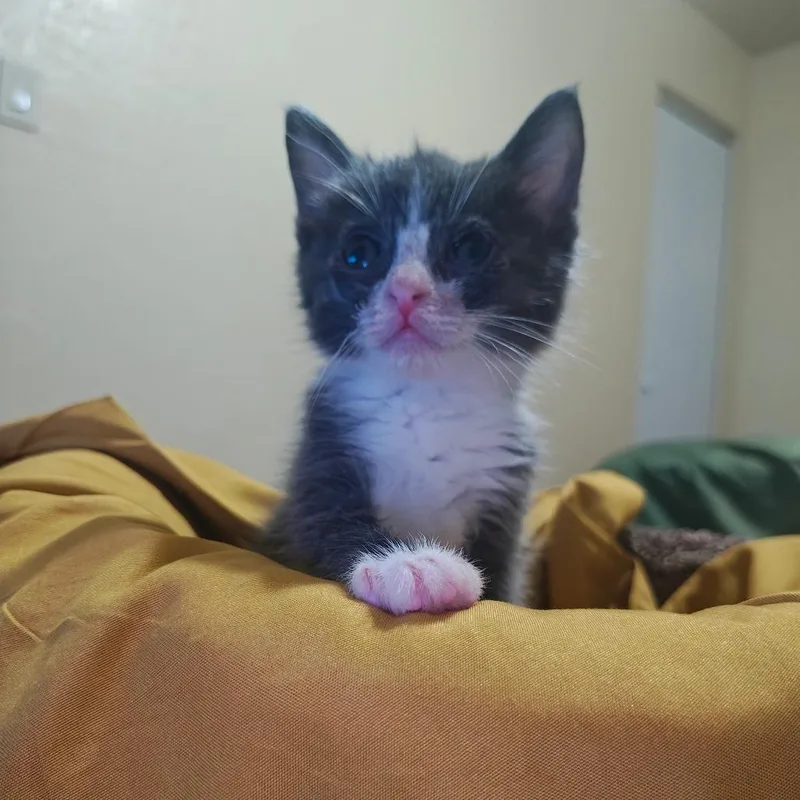 A baby small-sized female Domestic Short Hair cat named Iris for adoption in Las Cruces, NM