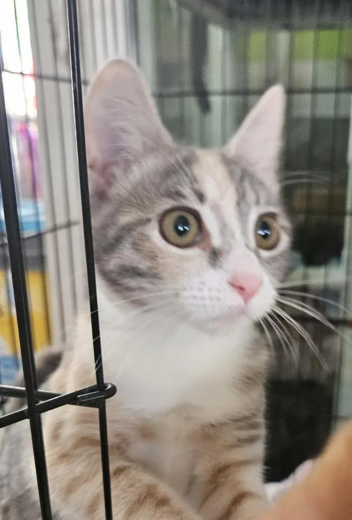 A baby small-sized female Domestic Short Hair cat named Sweet pea for adoption in Lemoore, CA
