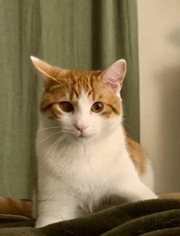 CAT  Quincy thumbnail 2