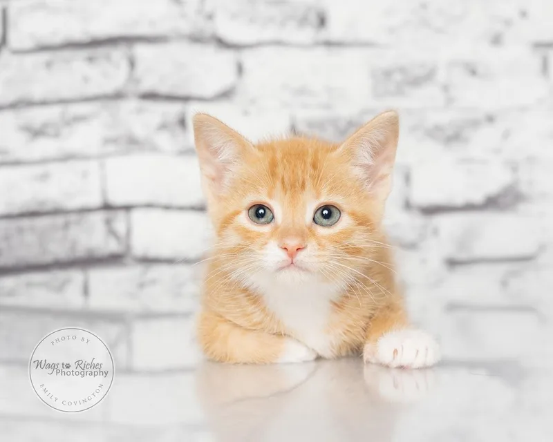 A baby medium-sized female Tabby (Orange / Red) Domestic Short Hair cat named Lola for adoption in Tuscaloosa, AL