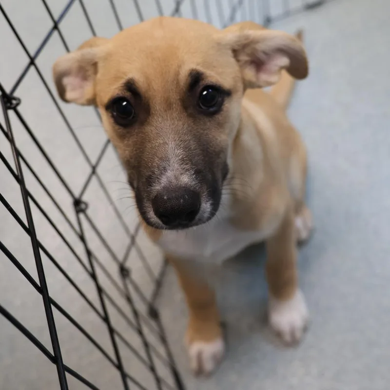 A baby small-sized female Yellow / Tan / Blond / Fawn Shepherd dog named Snowy for adoption in Briarcliff Manor, NY