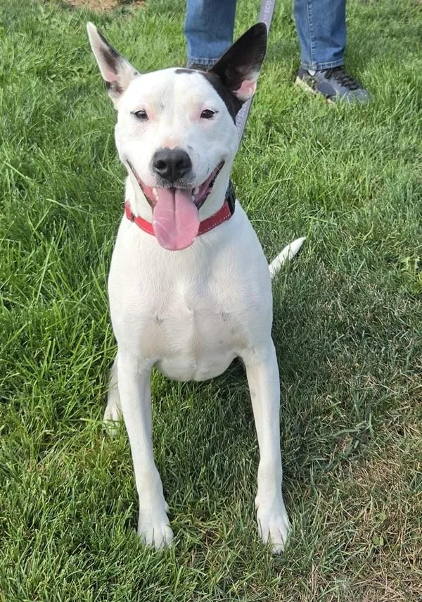 Pongo