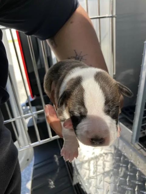 A young small-sized male Mixed Breed dog named Pluto for adoption in Dallas, TX