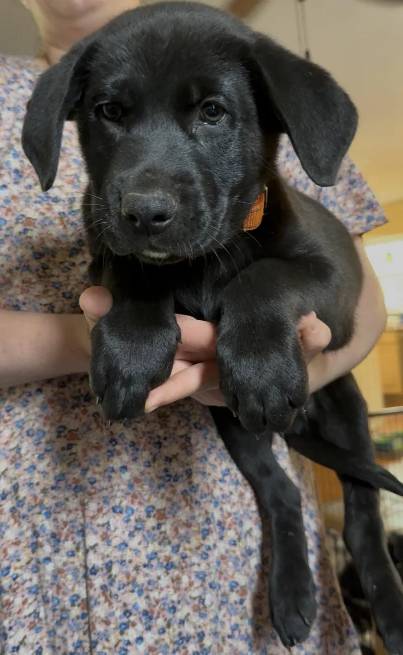 A baby large-sized male Labrador Retriever dog named Asiago for adoption in Garner, NC