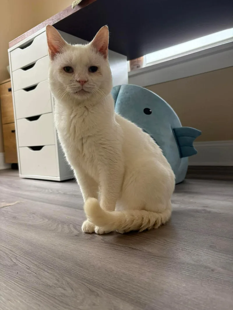 A senior medium-sized male Orange & White Domestic Short Hair cat named Silas for adoption in Dublin, OH