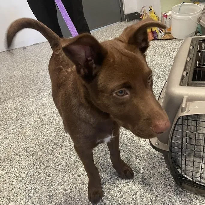 A baby medium-sized male Brown / Chocolate German Shepherd Dog dog named Benny for adoption in Port Charlotte, FL
