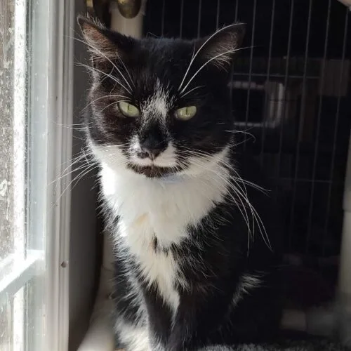 Sapphire thumbnail 3