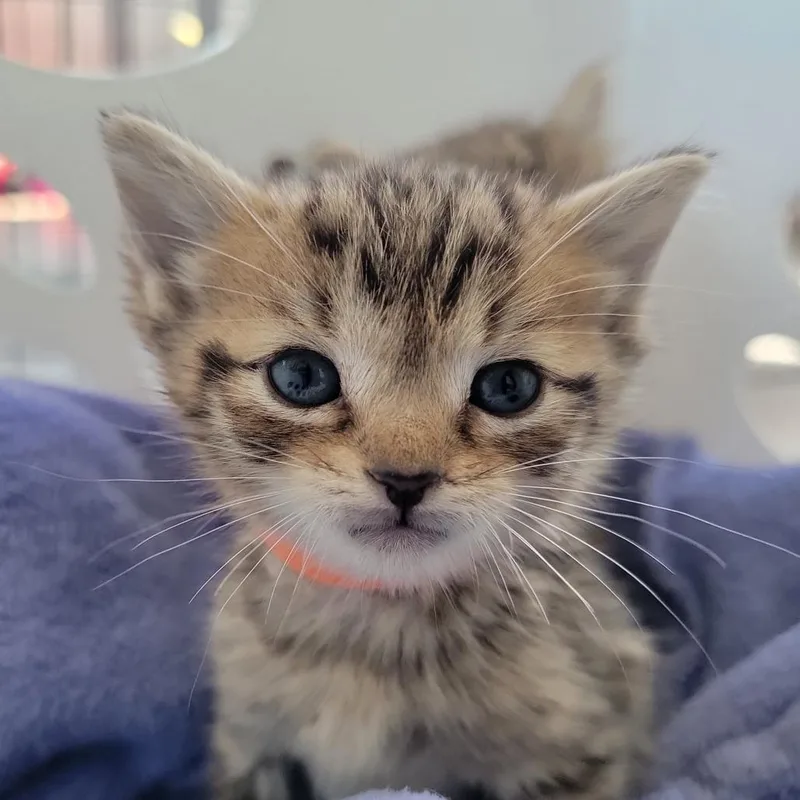 A baby small-sized male Gray / Blue / Silver Domestic Short Hair cat named Manhattan in Street MD for adoption in Alexandria, VA