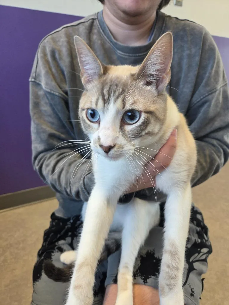 A young large-sized male Domestic Short Hair cat named Marlin for adoption in Bossier City, LA