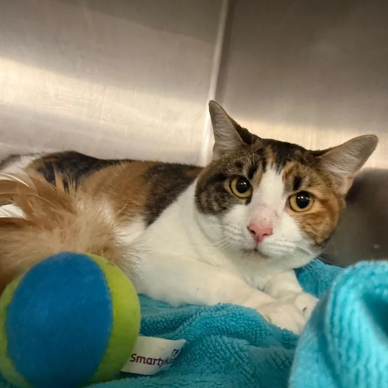 An adult small-sized female Calico Domestic Short Hair cat named Pib for adoption in Waldorf, MD