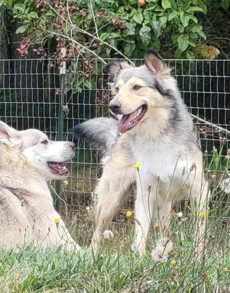 A young medium-sized female Collie dog named Minnie Located in Longview for adoption in Sherman Oaks, CA