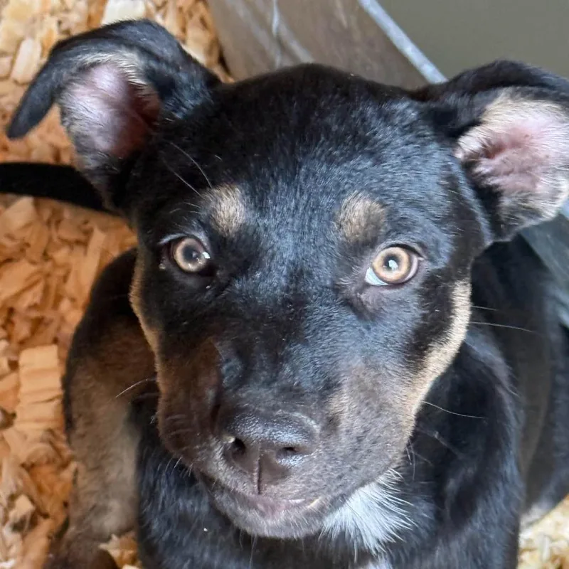 A baby medium-sized male Black Shepherd dog named Costner for adoption in Rochester, MN