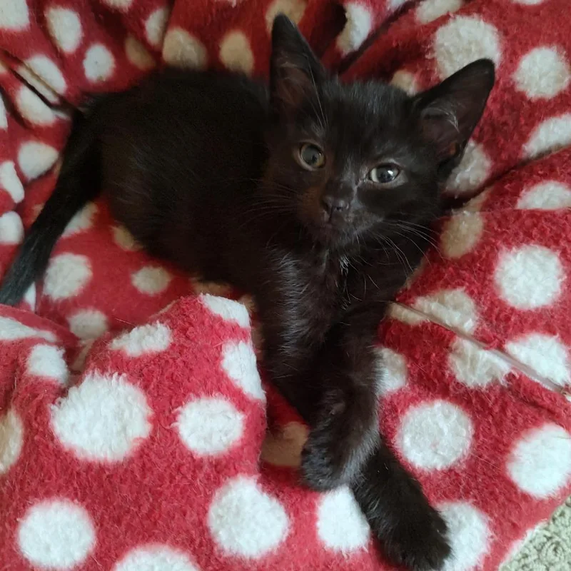 A young small-sized female Black Domestic Short Hair cat named Inky for adoption in Winston Salem, NC