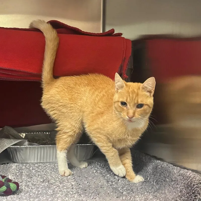 An adult small-sized female Orange / Red Domestic Short Hair cat named Birdseed for adoption in Charlottesville, VA
