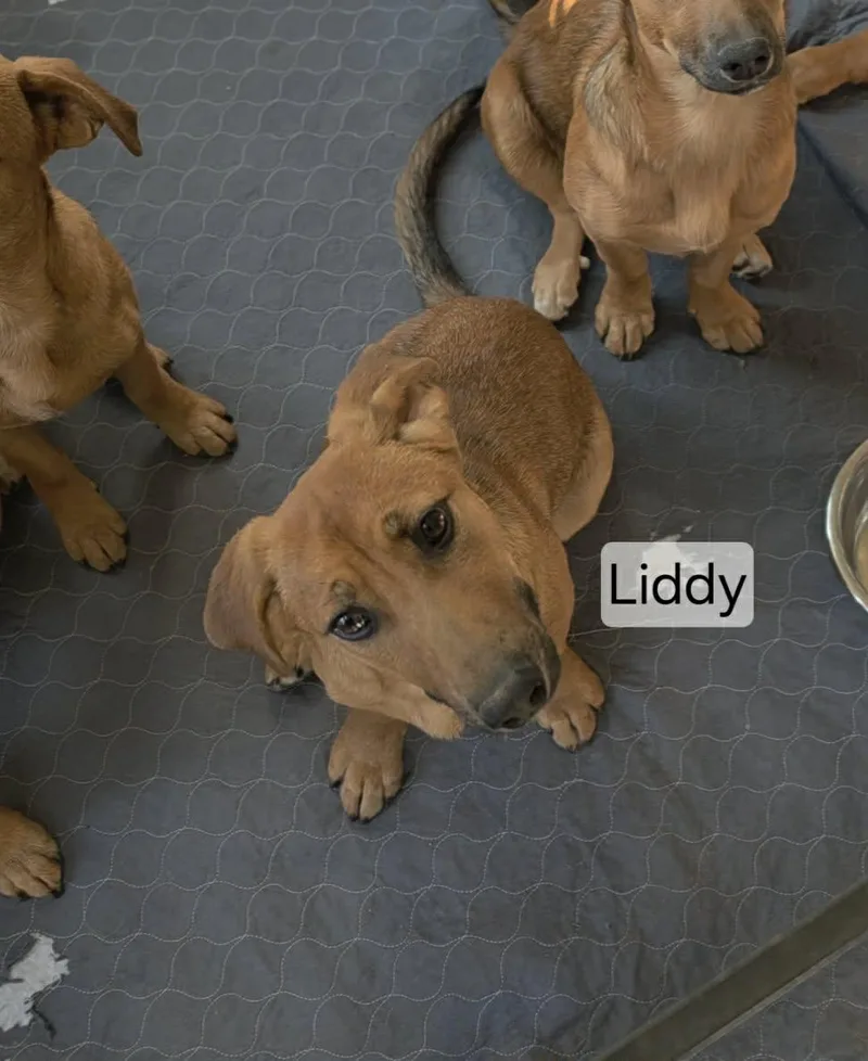 A young medium-sized female Brown / Chocolate German Shepherd Dog dog named Liddy for adoption in Union Grove, WI