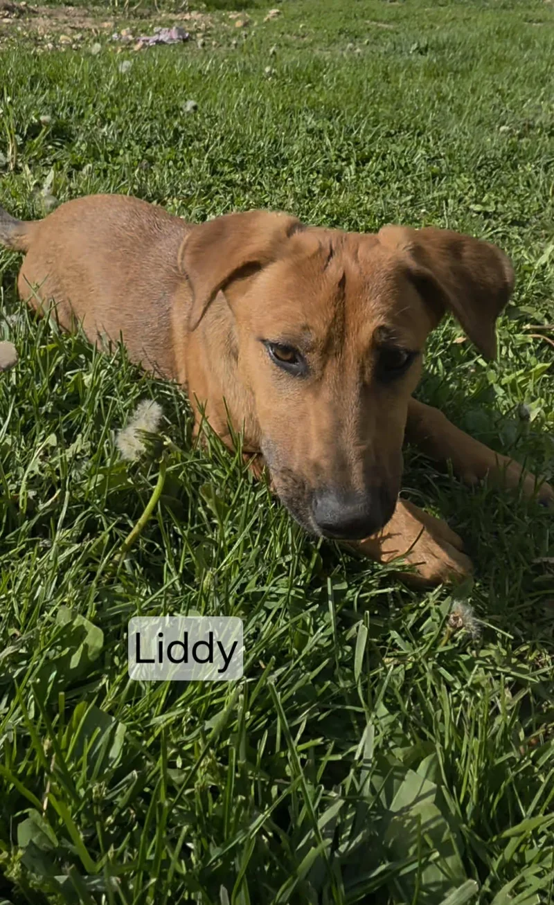 Liddy thumbnail 2