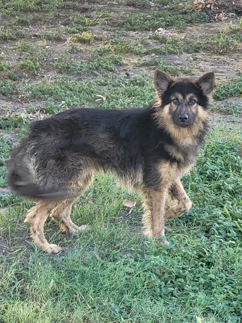 A young large-sized male German Shepherd Dog dog named Lesley for adoption in San Antonio, TX