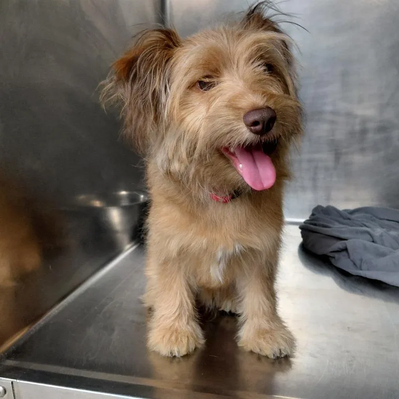 A young small-sized male Golden Pomeranian dog named Remy FKA Teddy for adoption in Philadelphia, PA