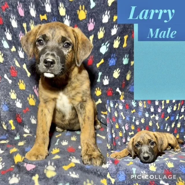 A baby medium-sized male Catahoula Leopard Dog dog named Larry for adoption in Manchester, CT
