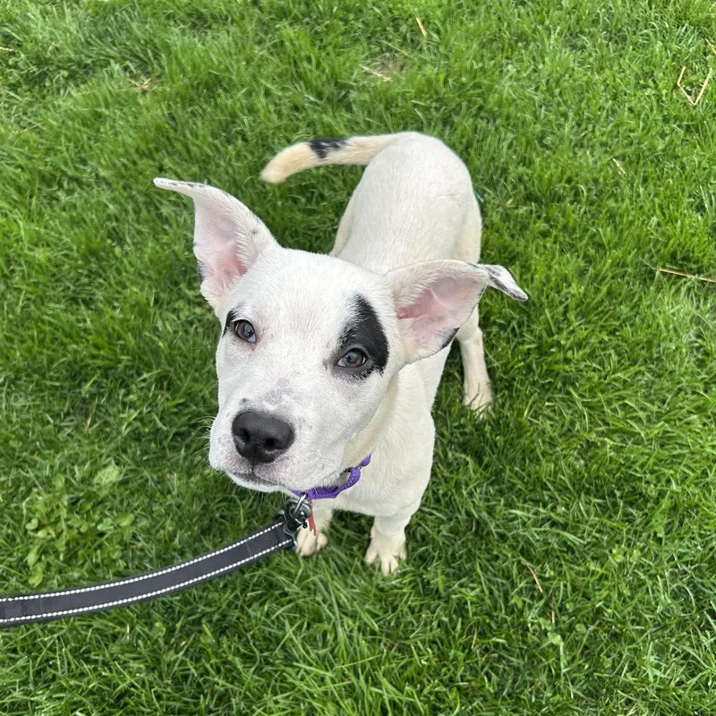 A baby medium-sized female Labrador Retriever dog named Dove for adoption in Valparaiso, IN