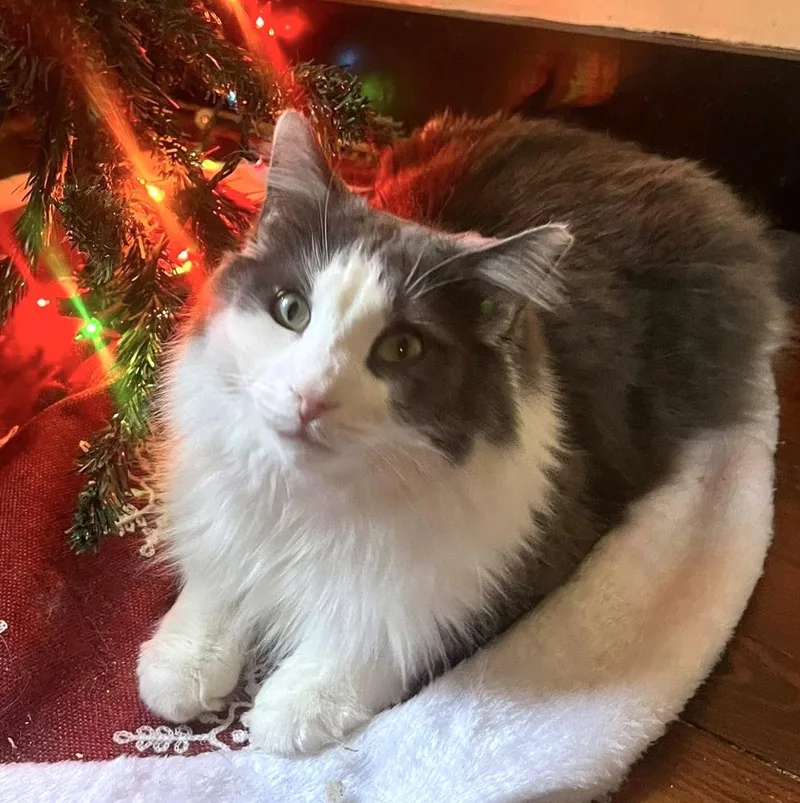 Holmes & Silas thumbnail 2