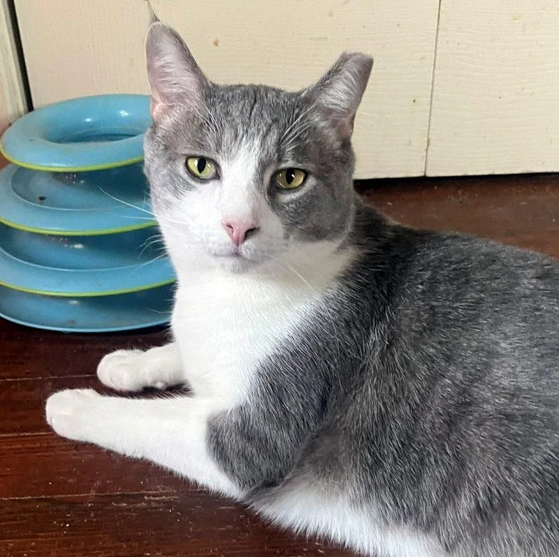 Holmes & Silas thumbnail 3