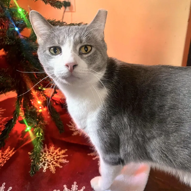 Holmes & Silas thumbnail 4