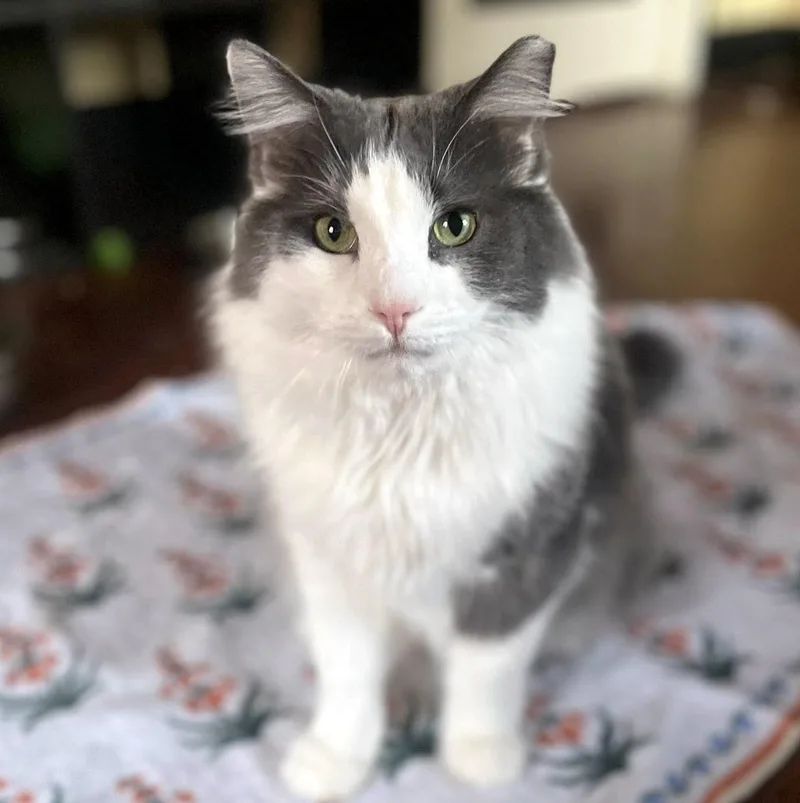 Holmes & Silas thumbnail 5