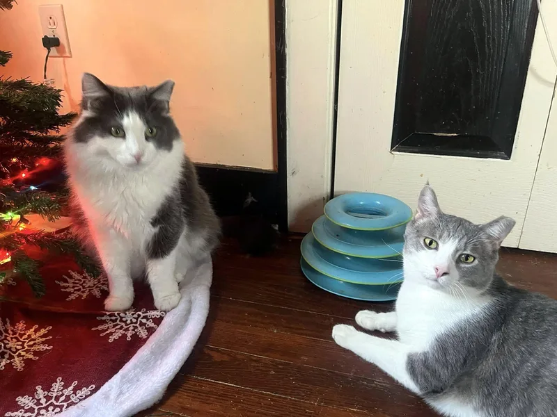 Holmes & Silas thumbnail 6