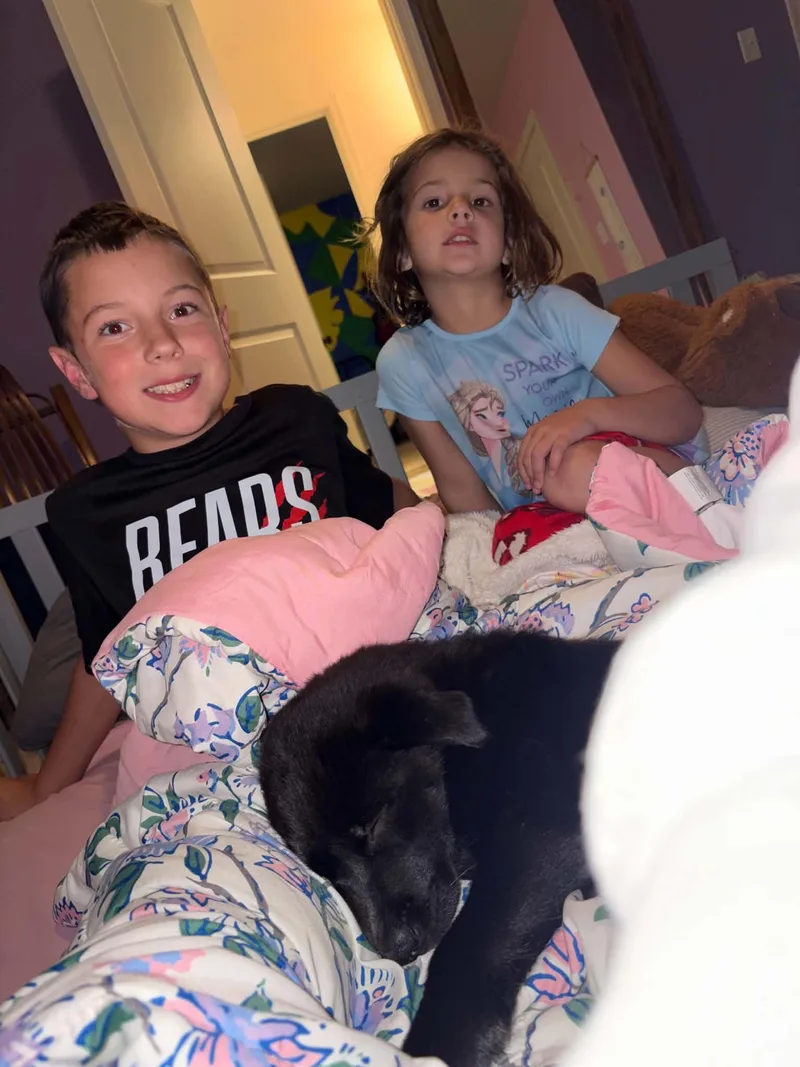 A baby medium-sized male Black Flat-Coated Retriever dog named Koda for adoption in Blue Bell, PA