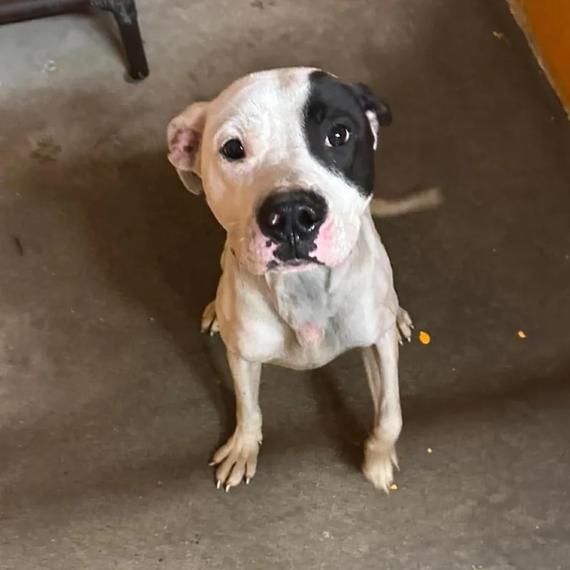 An adult medium-sized male Pit Bull Terrier dog named RePete for adoption in Shinnston, WV