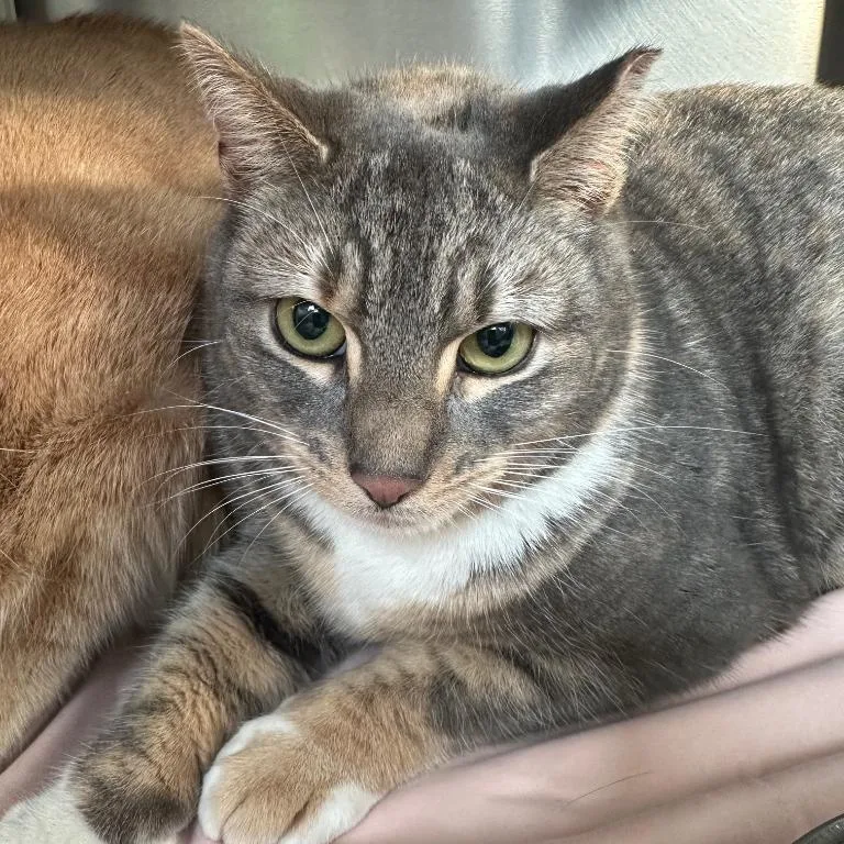 An adult large-sized female Calico Domestic Short Hair cat named Coco for adoption in Walden, NY