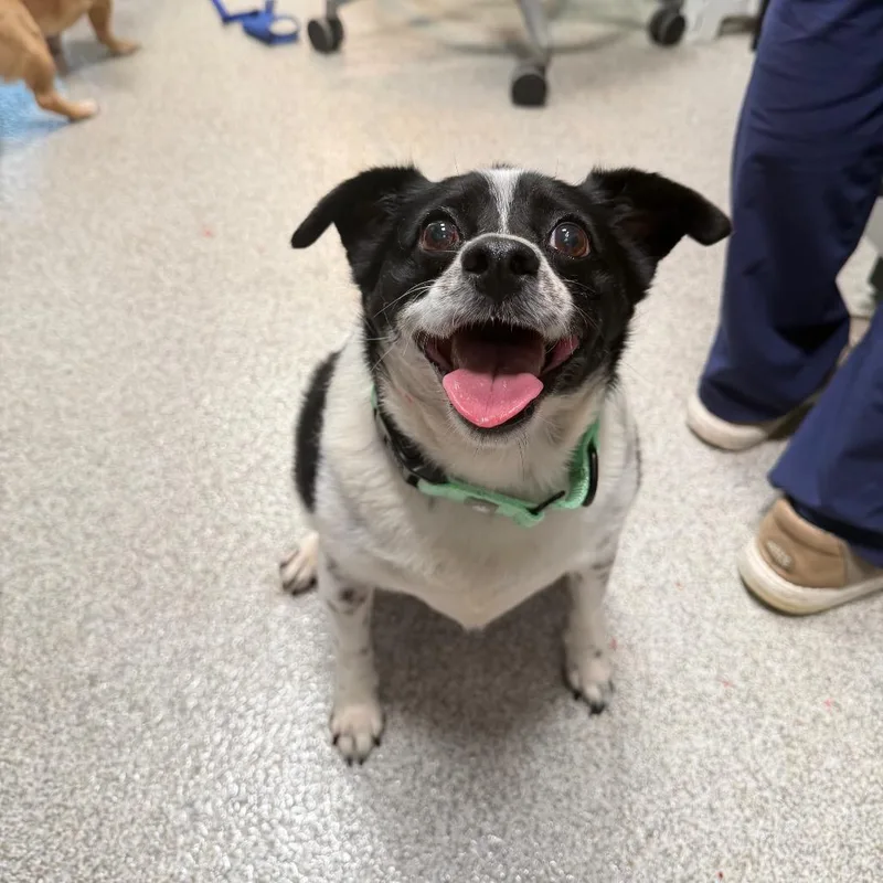 An adult small-sized male White / Cream Chihuahua dog named Rex for adoption in Englewood, FL