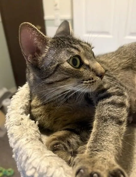 An adult medium-sized female Tabby (Brown / Chocolate) Domestic Short Hair cat named Katrina for adoption in Battle Creek, MI