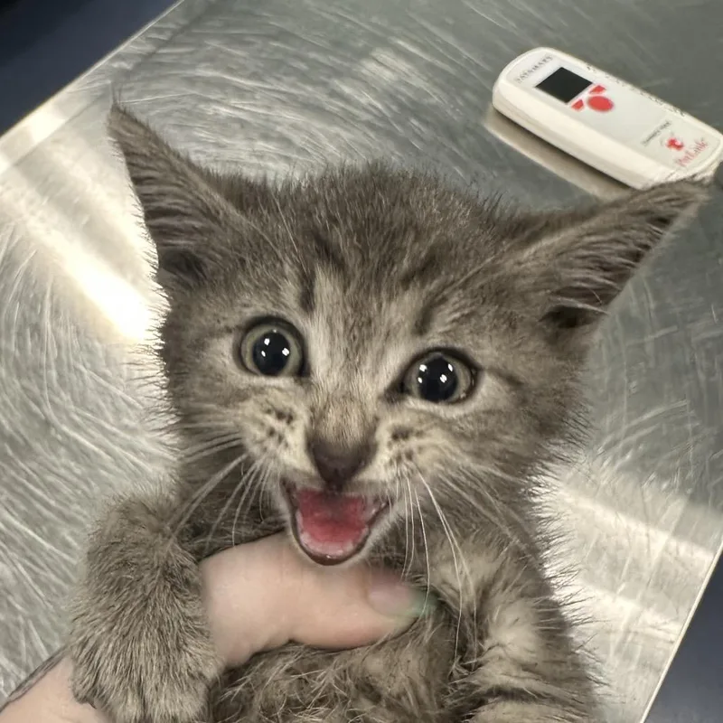 A baby small-sized male Gray / Blue / Silver Domestic Short Hair cat named Pika for adoption in Greensboro, NC