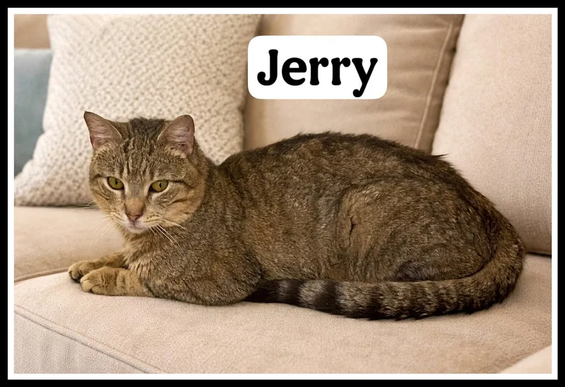 An adult medium-sized male Tabby cat named Jerrywillow Grove for adoption in Greenville, DE