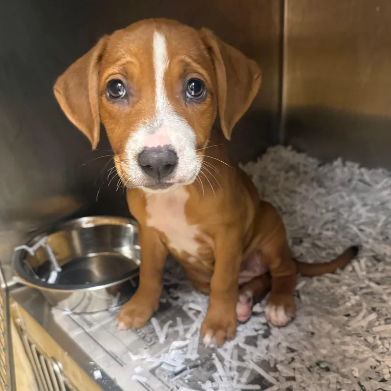 A baby small-sized female Yellow / Tan / Blond / Fawn Beagle dog named Ella Pattington for adoption in East Saint Louis, IL