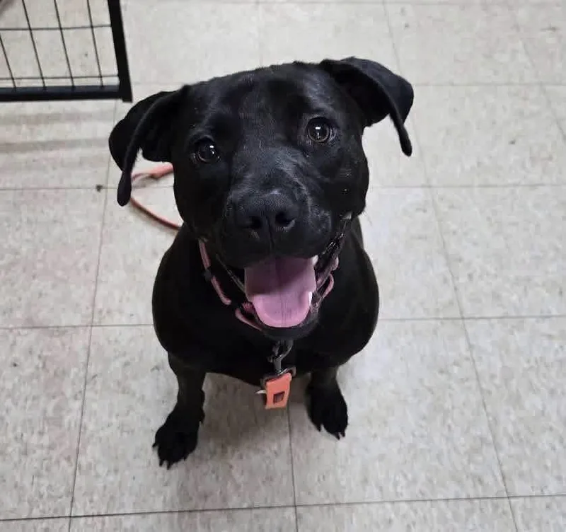 A young medium-sized female Mixed Breed dog named Annie for adoption in Covington, GA